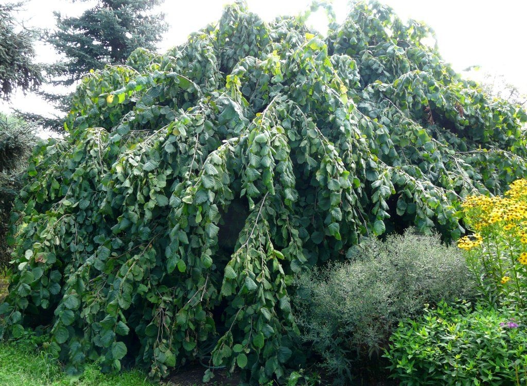 Paprastasis lazdynas „Pendula“