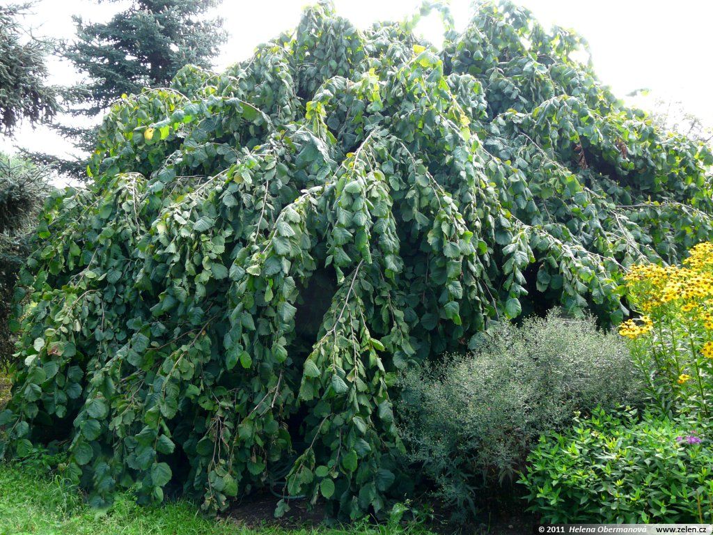 Paprastasis lazdynas „Pendula“ - Image 2