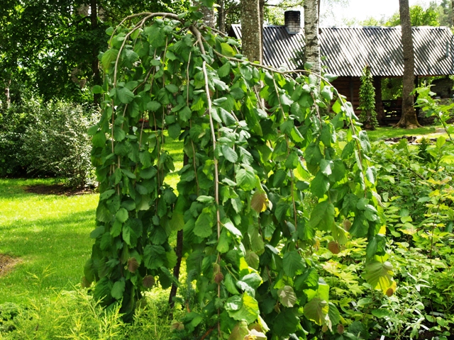 Paprastasis lazdynas „Pendula“ - Image 3