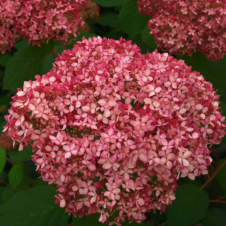 Hortenzija šviesioji „Pink Annabelle“ - Image 2