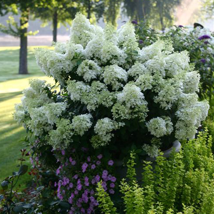 Šluotelinė Hortenzija „Bobo“ - Image 3
