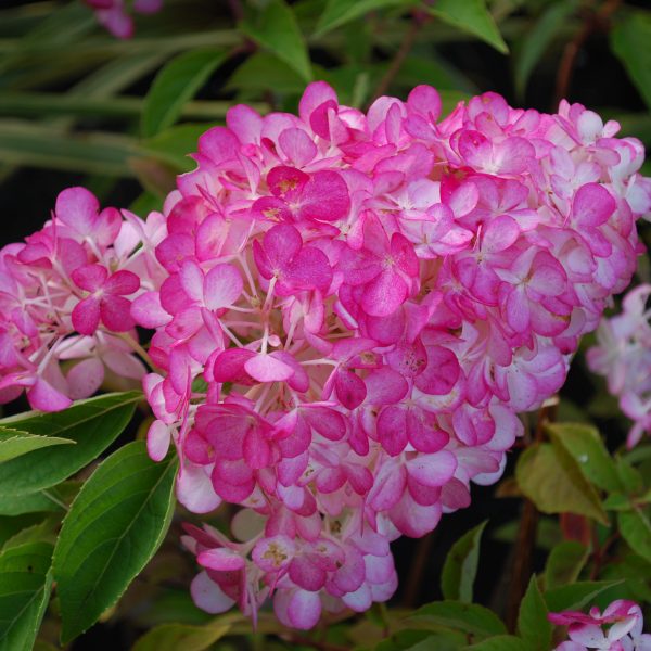 Šluotelinė Hortenzija „Sundae Fraise“ - Image 3