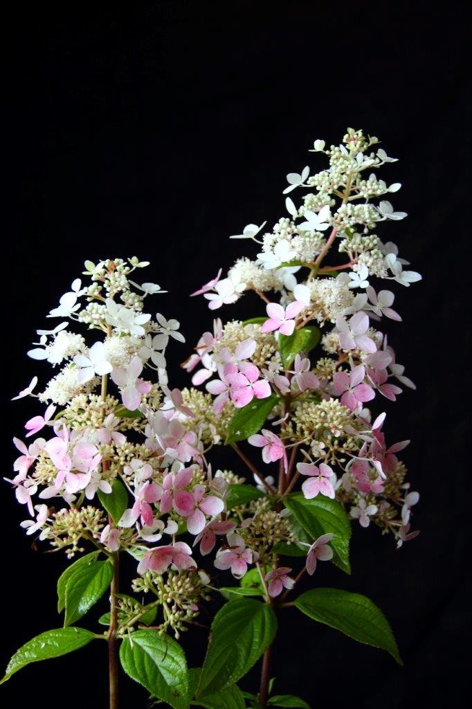 Šluotelinė Hortenzija „Confetti“ - Image 3