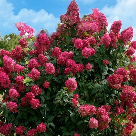 Šluotelinė Hortenzija „Wims red“