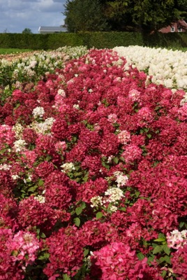 Šluotelinė Hortenzija „Diamant rouge“ - Image 3