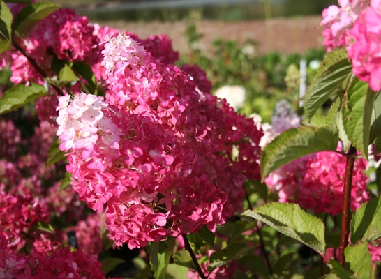 Šluotelinė Hortenzija „Fraise Melba“