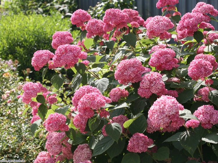 Hortenzija šviesioji „Pink Annabelle“
