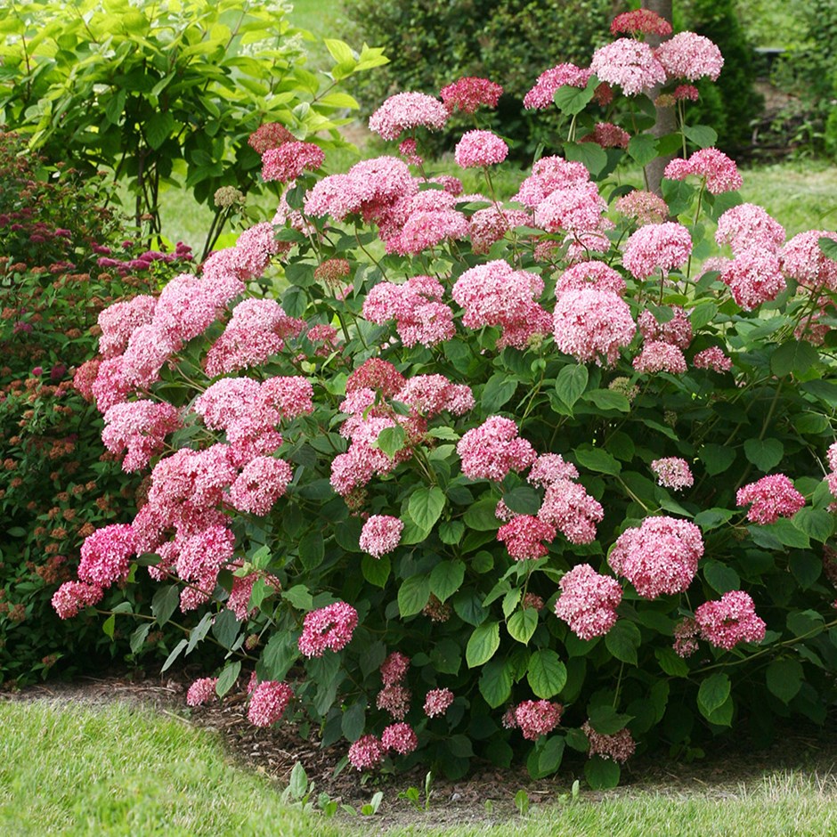 Hortenzija šviesioji „Pink Annabelle“ - Image 3