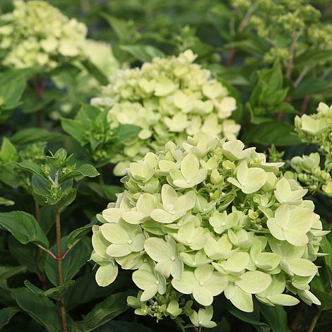 Šluotelinė hortenzija „Little lime“
