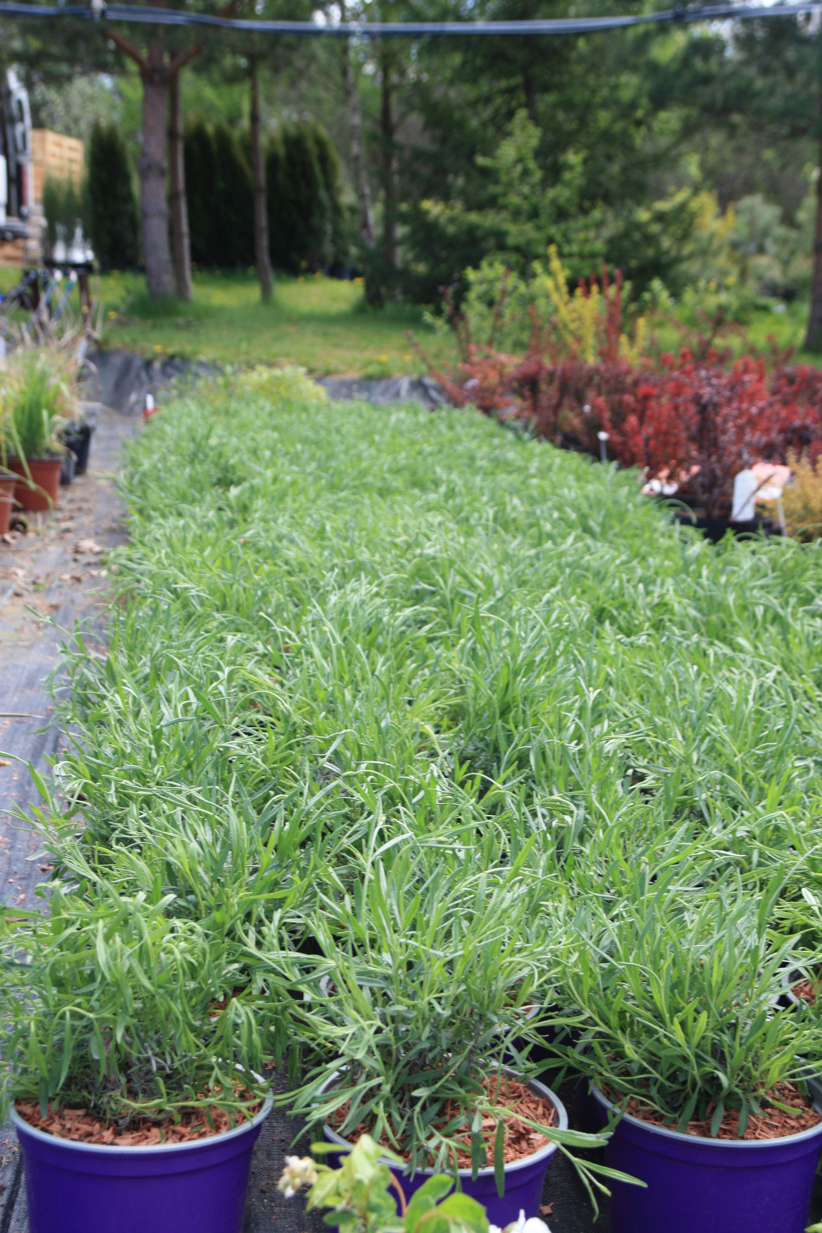 Levanda (Levandula) - Image 2
