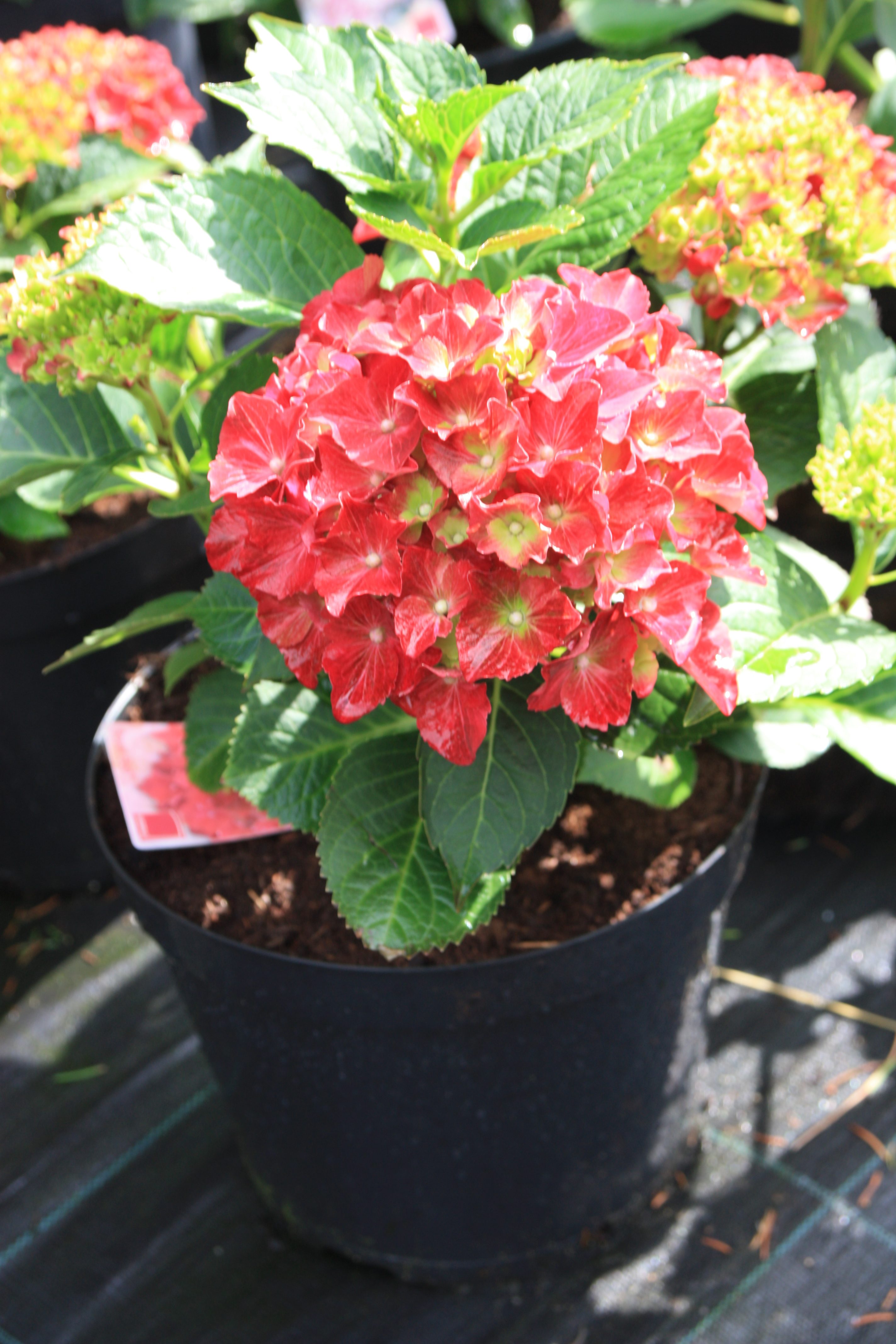 Didžialapė hortenzija „Royal Red“