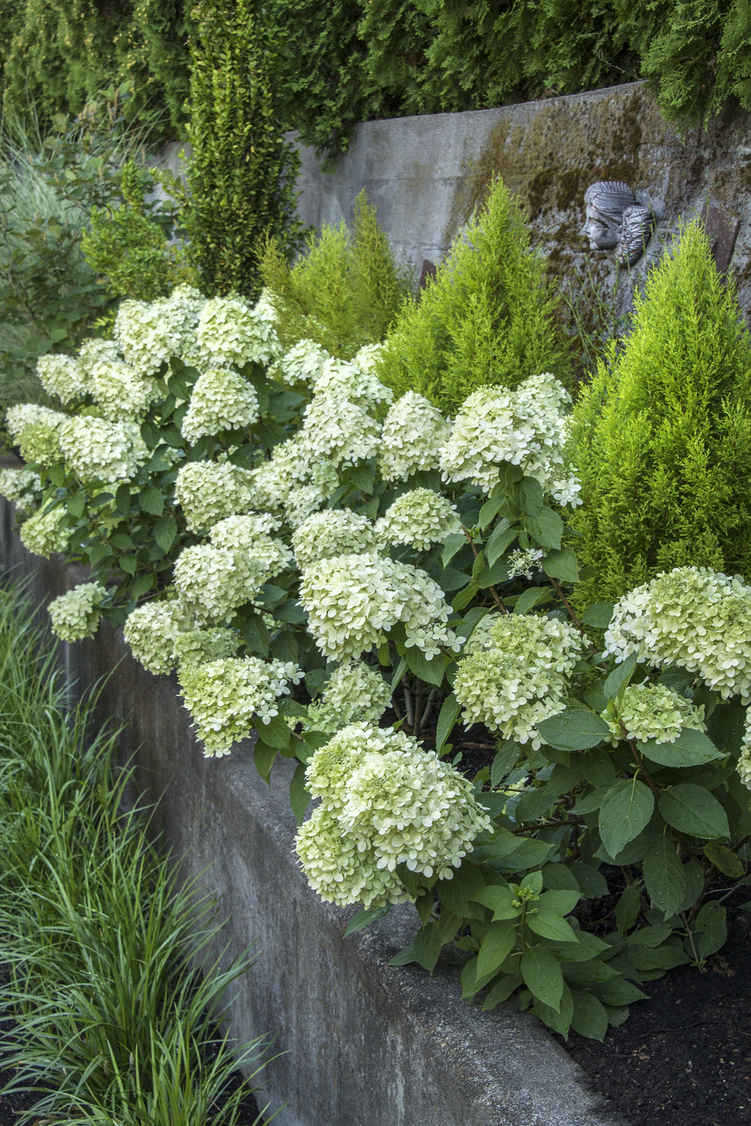 Šluotelinė hortenzija „Little lime“ - Image 3