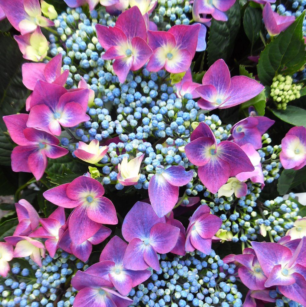 Didžialapė hortenzija „Teller Kardinal Lilac“ - Image 2