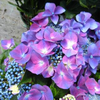 Didžialapė hortenzija „Teller Kardinal Lilac“