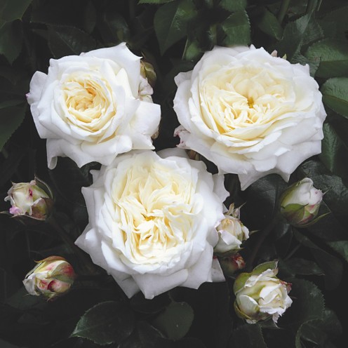 Rožė „Alabaster“