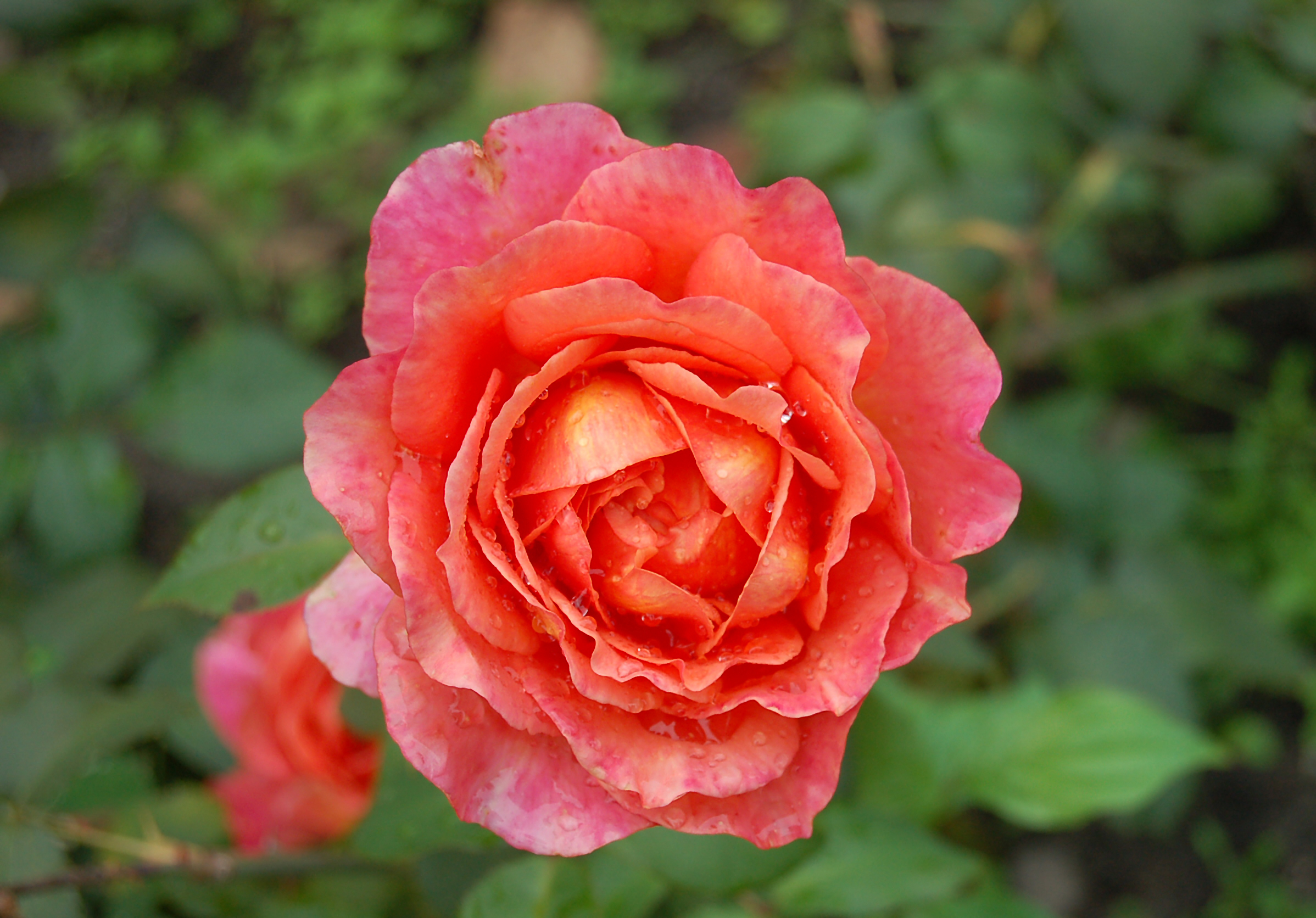 Rožė „Albrecht Durer Rose“