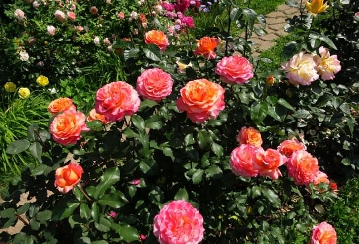 Rožė „Albrecht Durer Rose“ - Image 2