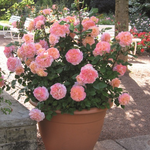 Rožė „Augusta Luise“ - Image 3