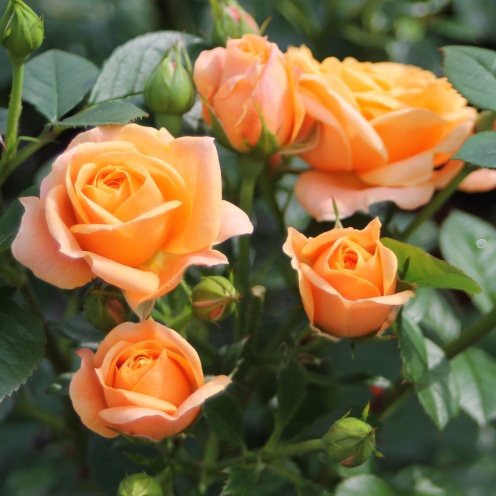 Rožė „Bernstein Rose“