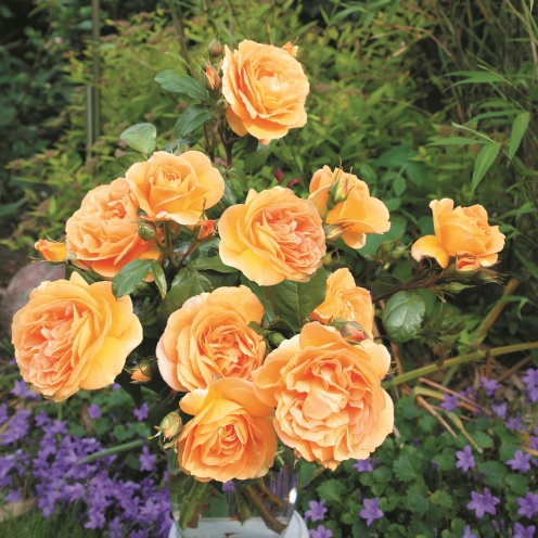 Rožė „Bernstein Rose“ - Image 2
