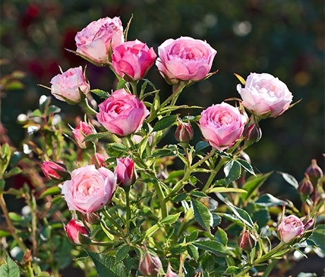 Rožė „Blush Pixie“