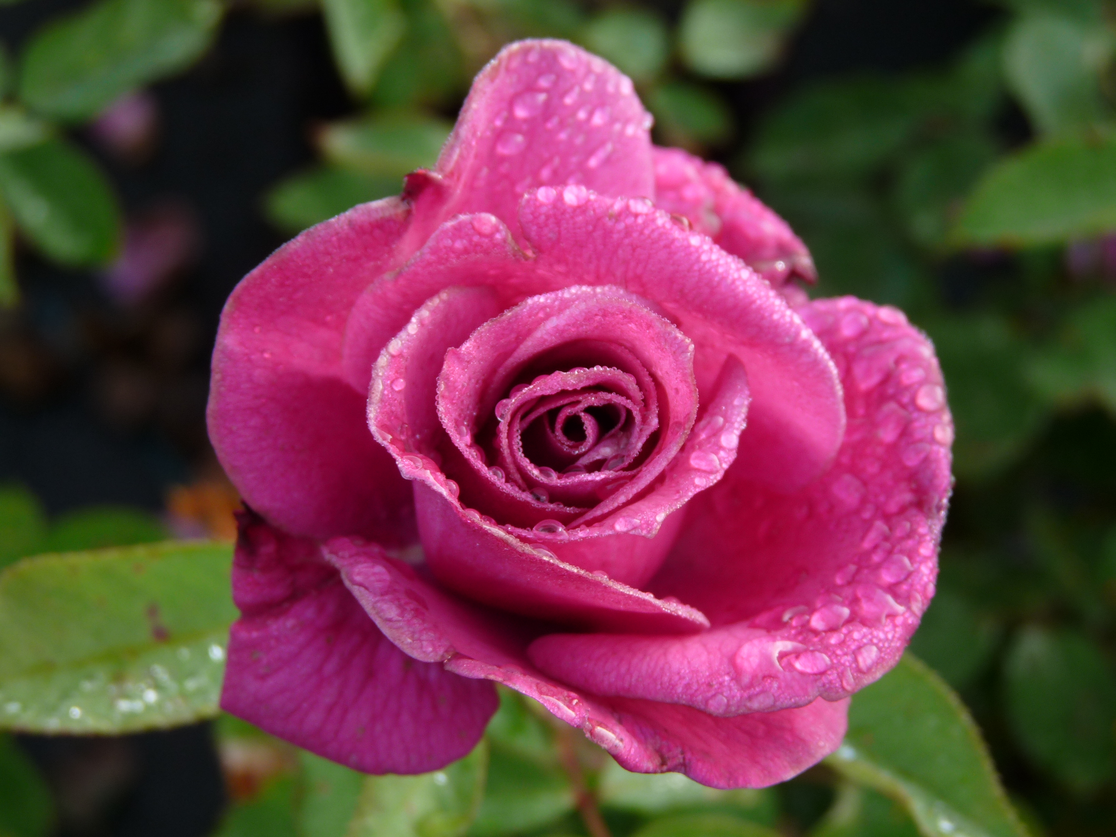 Rožė „Deutsche Welle Rose“