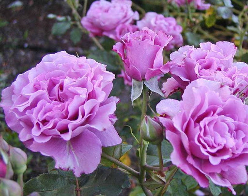 Rožė „Deutsche Welle Rose“ - Image 2