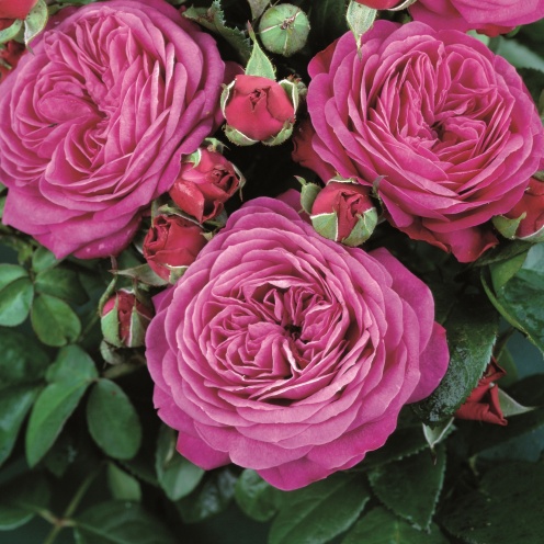 Rožė „Heidi Klum Rose“