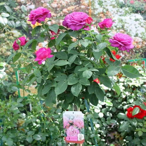 Rožė „Heidi Klum Rose“ - Image 2