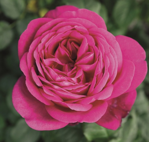 Rožė „J. W. V. Goethe Rose“