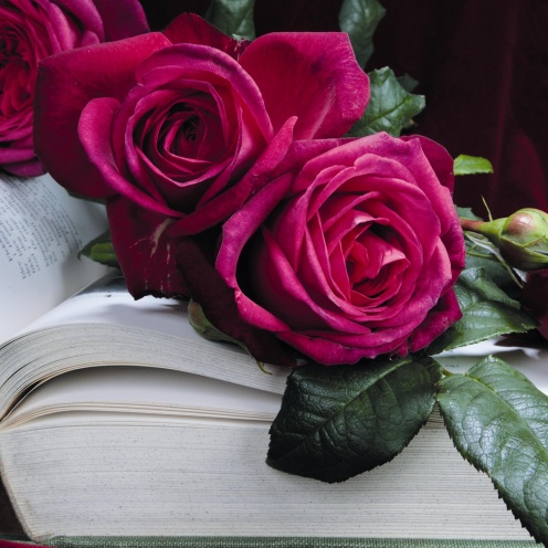 Rožė „J. W. V. Goethe Rose“ - Image 2