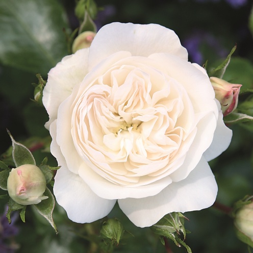 Rožė „Kastelruther Spatzen Rose“