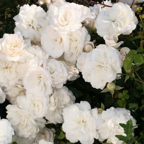 Rožė „Kastelruther Spatzen Rose“ - Image 2