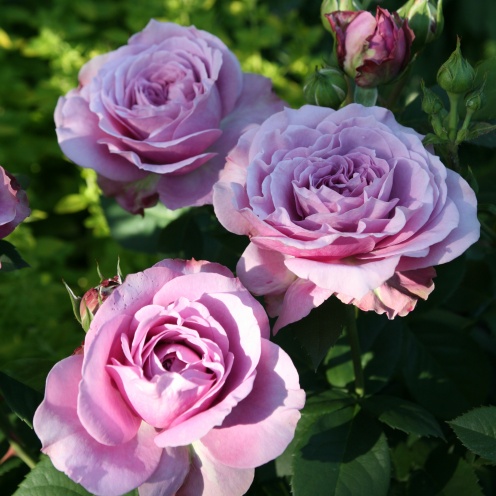 Rožė „Lavender Ice“ - Image 2