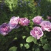 Rožė „Lavender Ice“ - Image 3