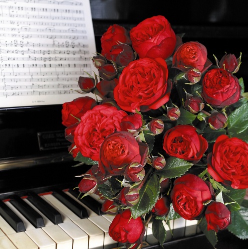 Rožė „Piano“ - Image 2