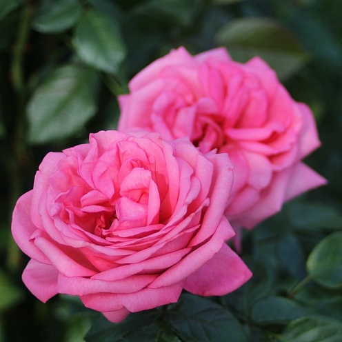 Rožė „Romina“ - Image 2