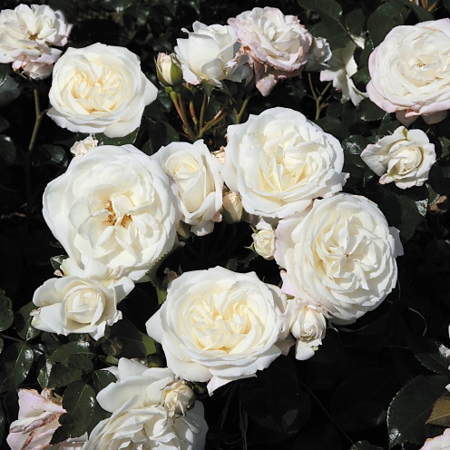 Rožė „Alabaster“ - Image 3
