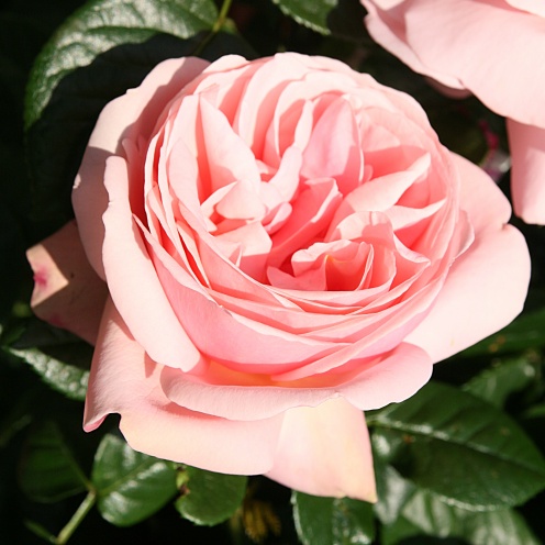Rožė „Aphrodite“