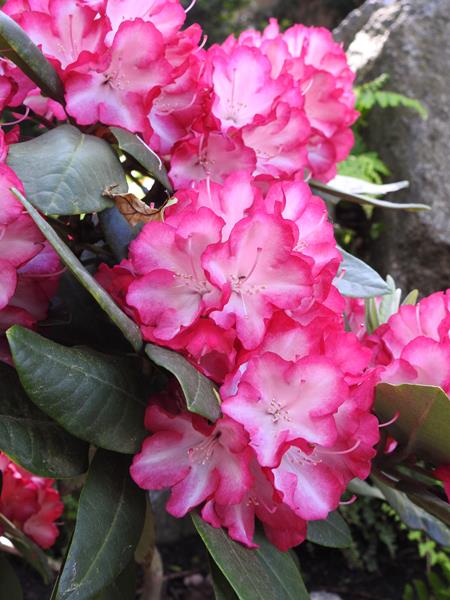 Rododendras „Ann Lindsay“ - Image 2