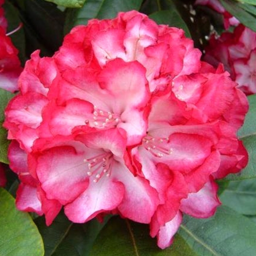 Rododendras „Ann Lindsay“