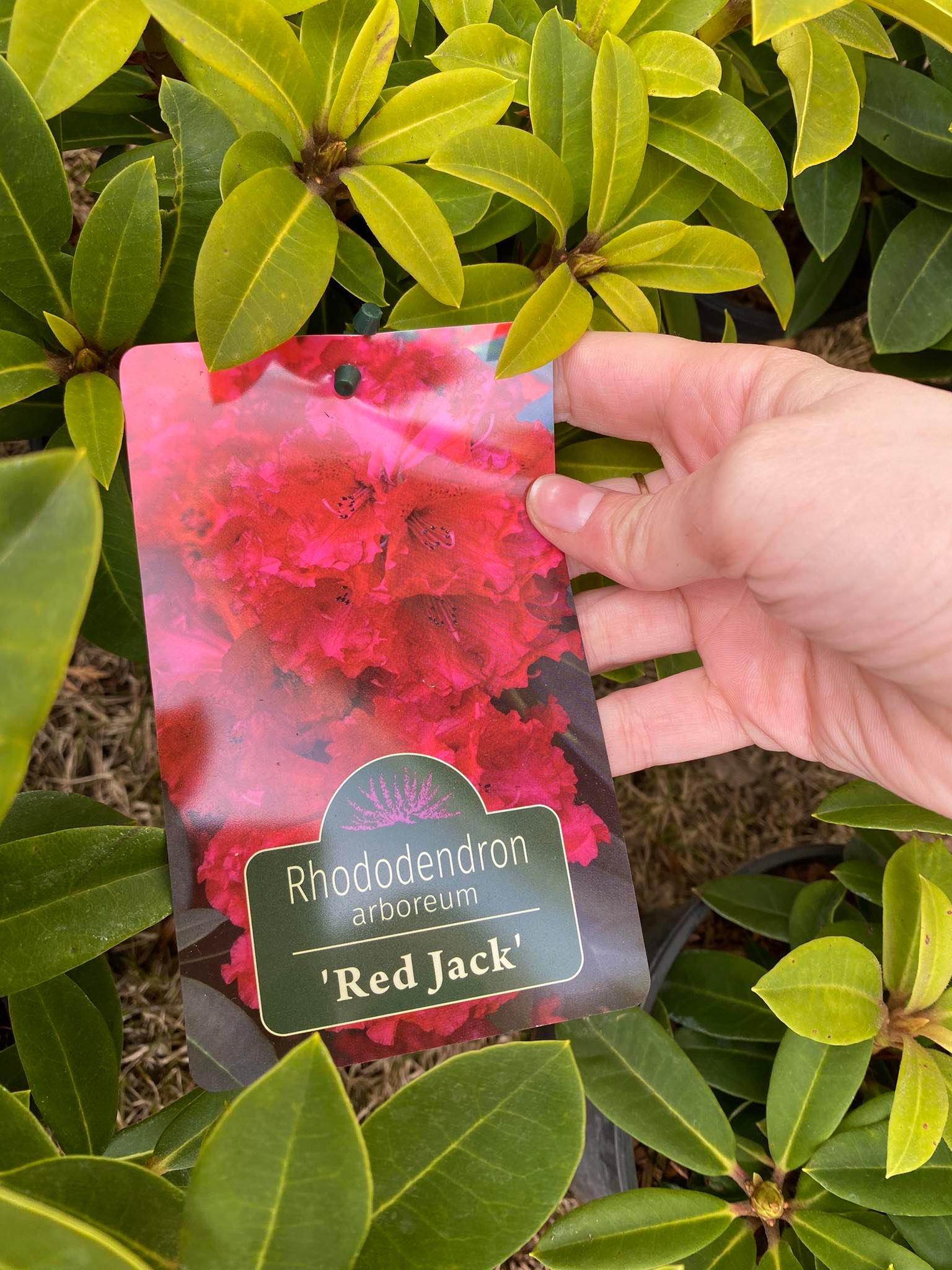 Rododendras arboreum „Red Jack“ - Image 3