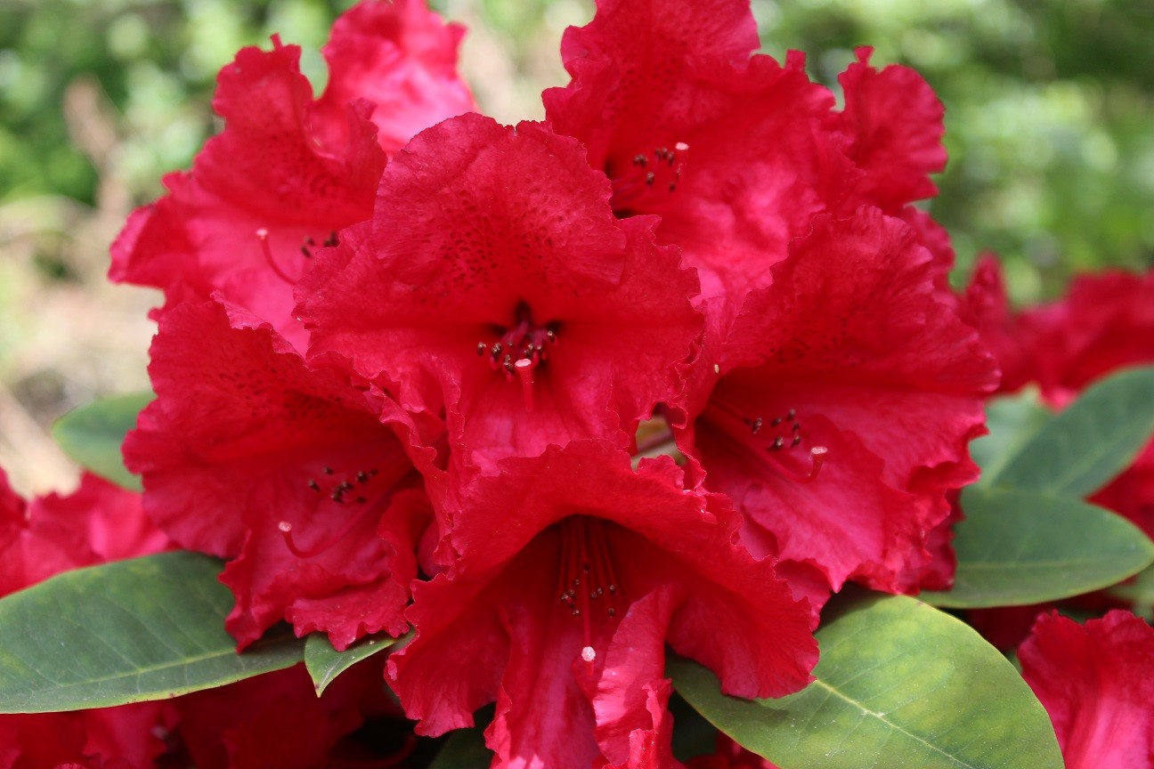 Rododendras arboreum „Red Jack“