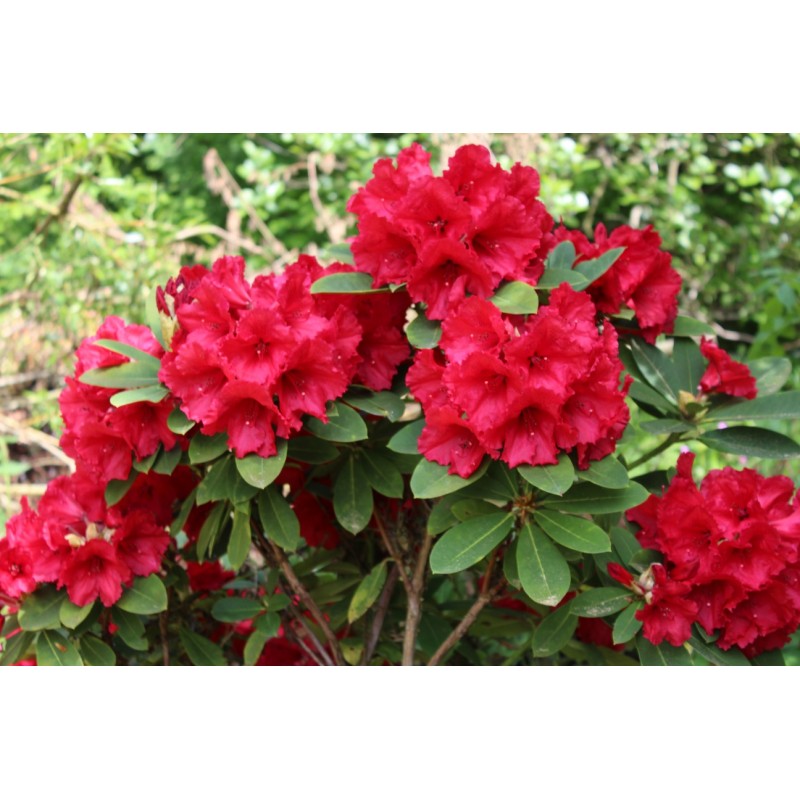 Rododendras arboreum „Red Jack“ - Image 2