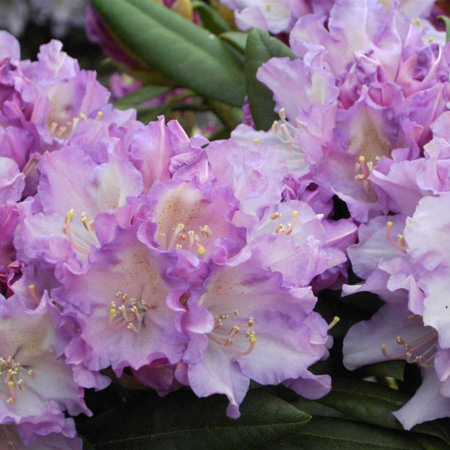 Rododendras „Caroline Allbrook“