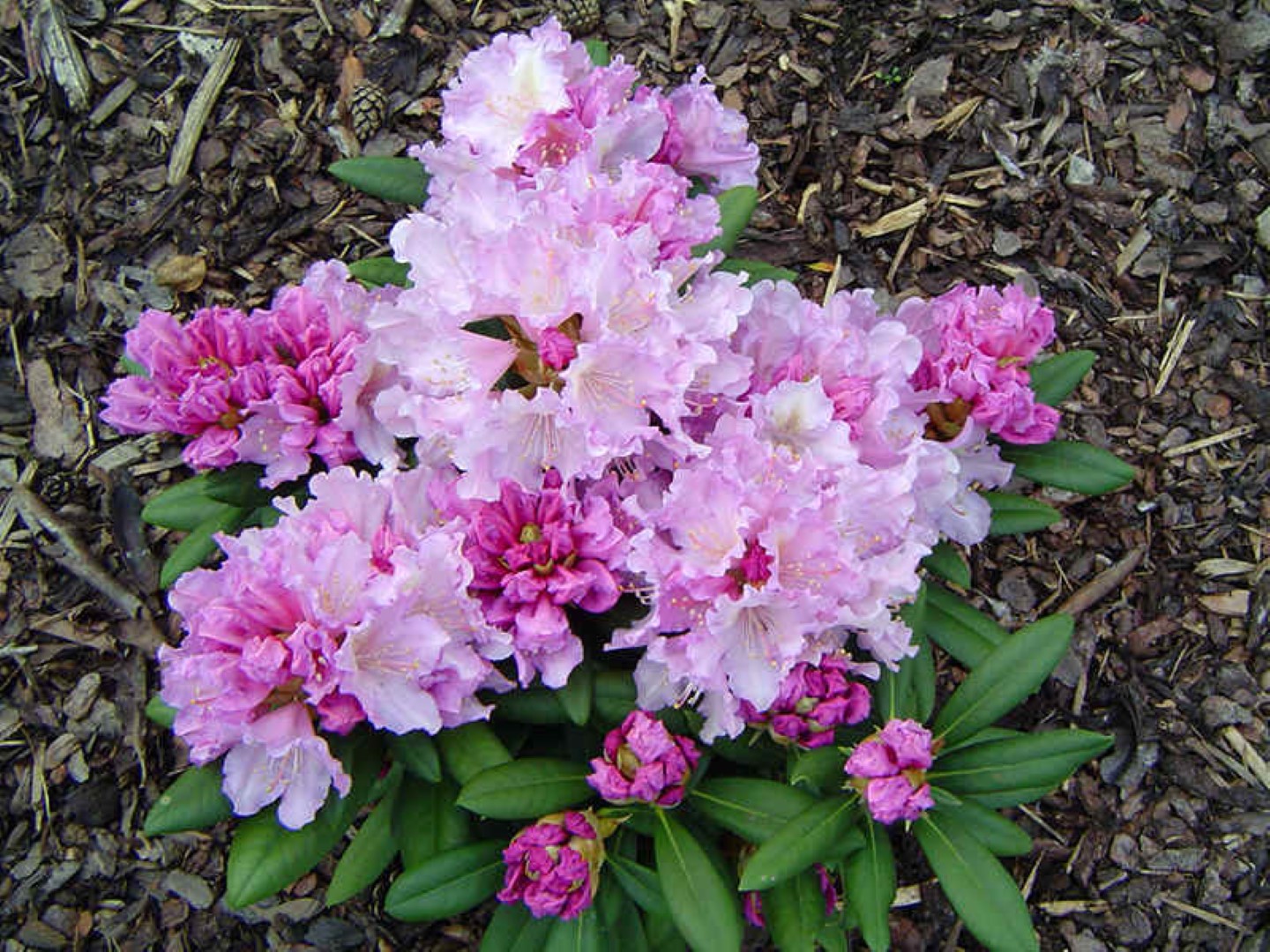Rododendras „Caroline Allbrook“ - Image 2