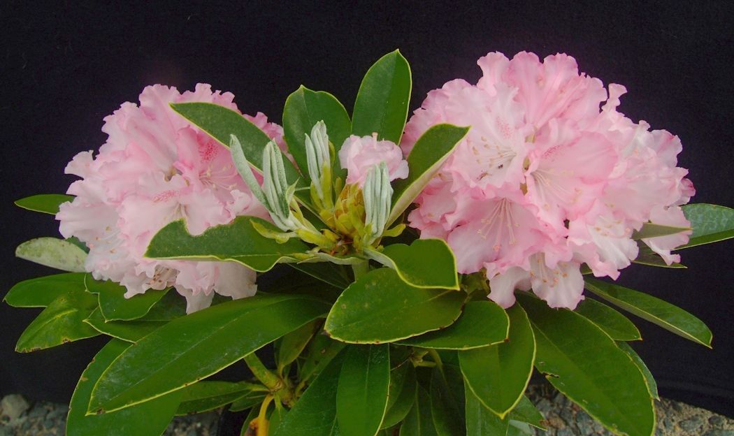 Rododendras „Excelsior“ - Image 2