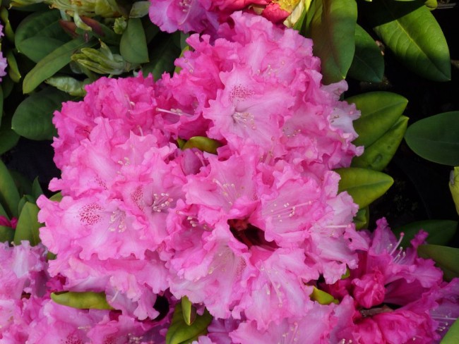 Rododendras „Excelsior“