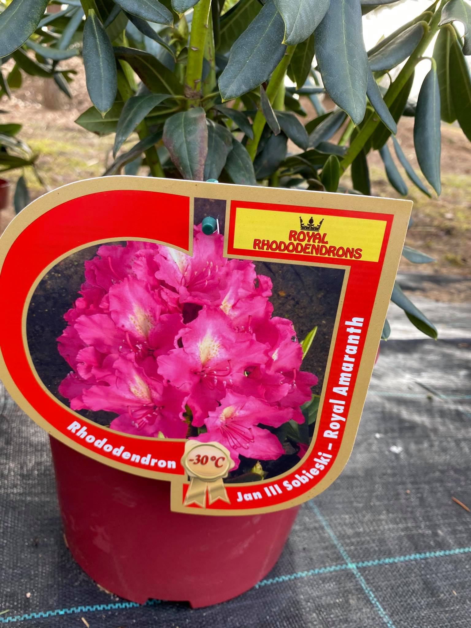 Rododendras „Jan III Sobieski – Royal Amaranth“ - Image 3