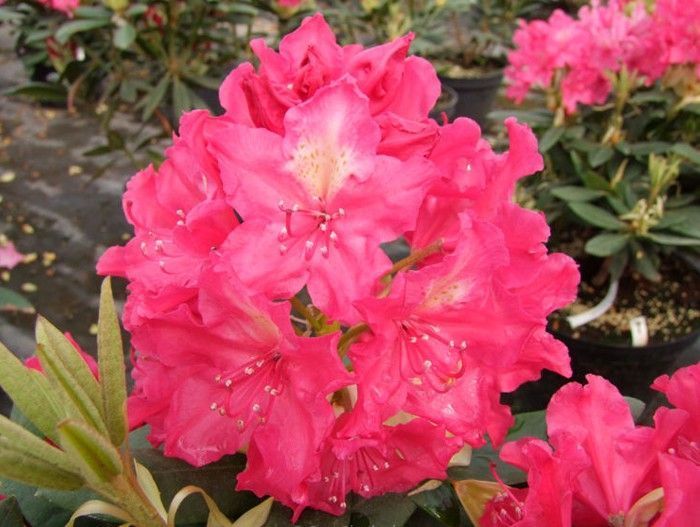 Rododendras „Jan III Sobieski – Royal Amaranth“